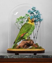 Beautiful Late Victorian Blue Fronted Amazon Parrot