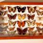 Tropical Butterflies Collection in Glazed Case