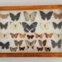 Tropical Butterfly Collection Cased No 5
