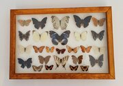Tropical Butterfly Collection Cased No 5