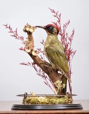 Victorian Taxidermy Green Woodpecker & Butterflies