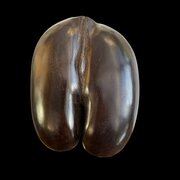 A 19th Century Polished Coco De Mer Nut 