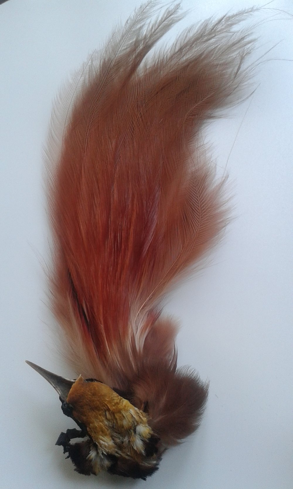 Antiques Atlas Vintage Bird Of Paradise Feather Plume