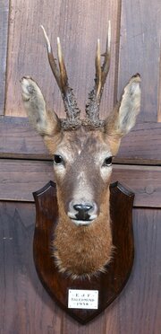 Mounted Roe Deer Trophy – Baledmund, 1938