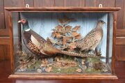 Pair Of Taxidermy Pheasants