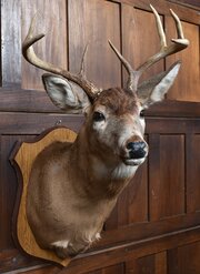 Taxidermy 8 Point Whitetail Deer