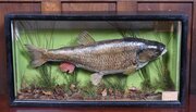 Taxidermy Chub In Case