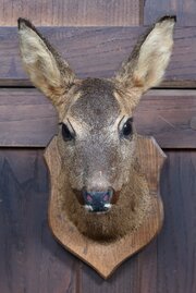 Taxidermy Mounted Roe Deer Head 