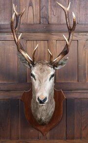 Taxidermy Red Stag