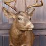 Taxidermy Scottish Red Deer Stag Head 