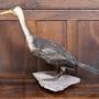 Taxidermy Specimen Great Cormorant 