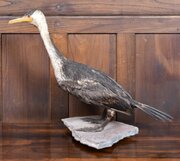 Taxidermy Specimen Great Cormorant 