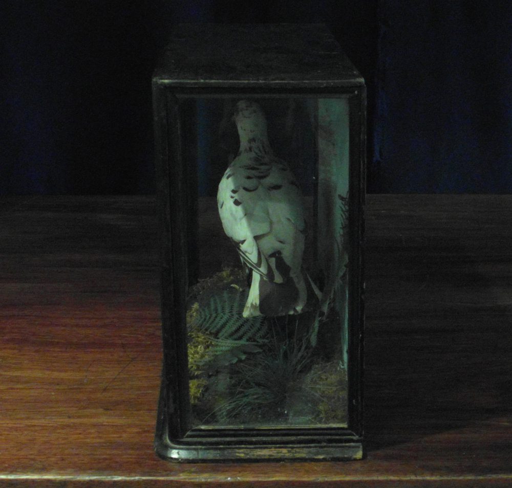 Antiques Atlas C.1900 Tumbler Pigeon Taxidermy