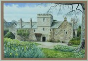 Ian Pethers Ink & W/C Daffodils At Cotohele 