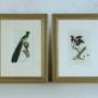 Pair Framed Georgian Prints of Paradise Birds #1