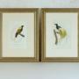 Pair Framed Georgian Prints of Paradise Birds #2