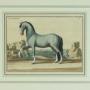 Pair Rare 18th Century Horse Prints by Picart #1
