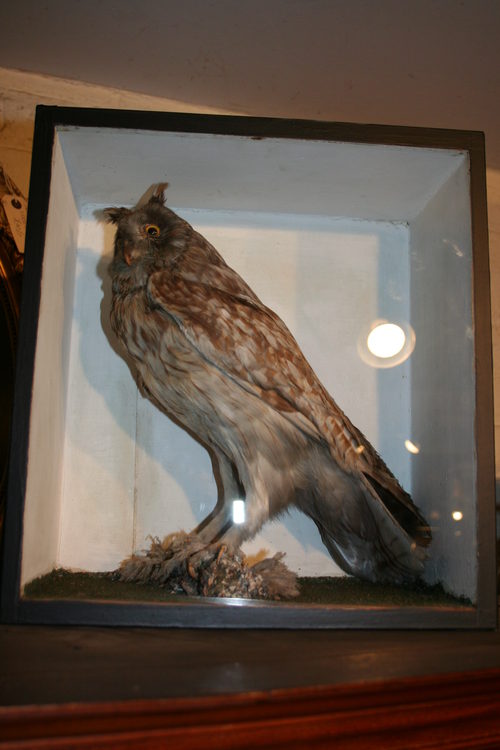 Antique_Stuffed_Owl_as266a560b.jpg