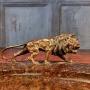 Bronze  lion