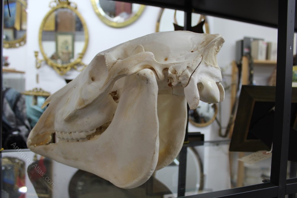 Antiques Atlas Burchell's Zebra Skull