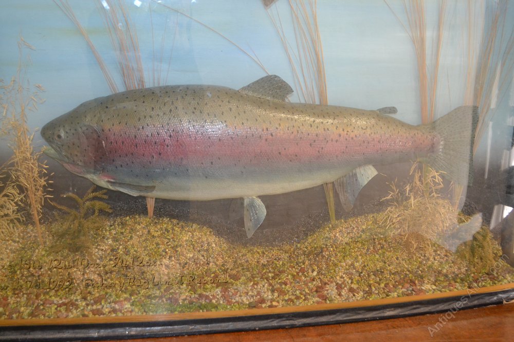 Antiques Atlas Display Case Of Rainbow Trout Taxidermy