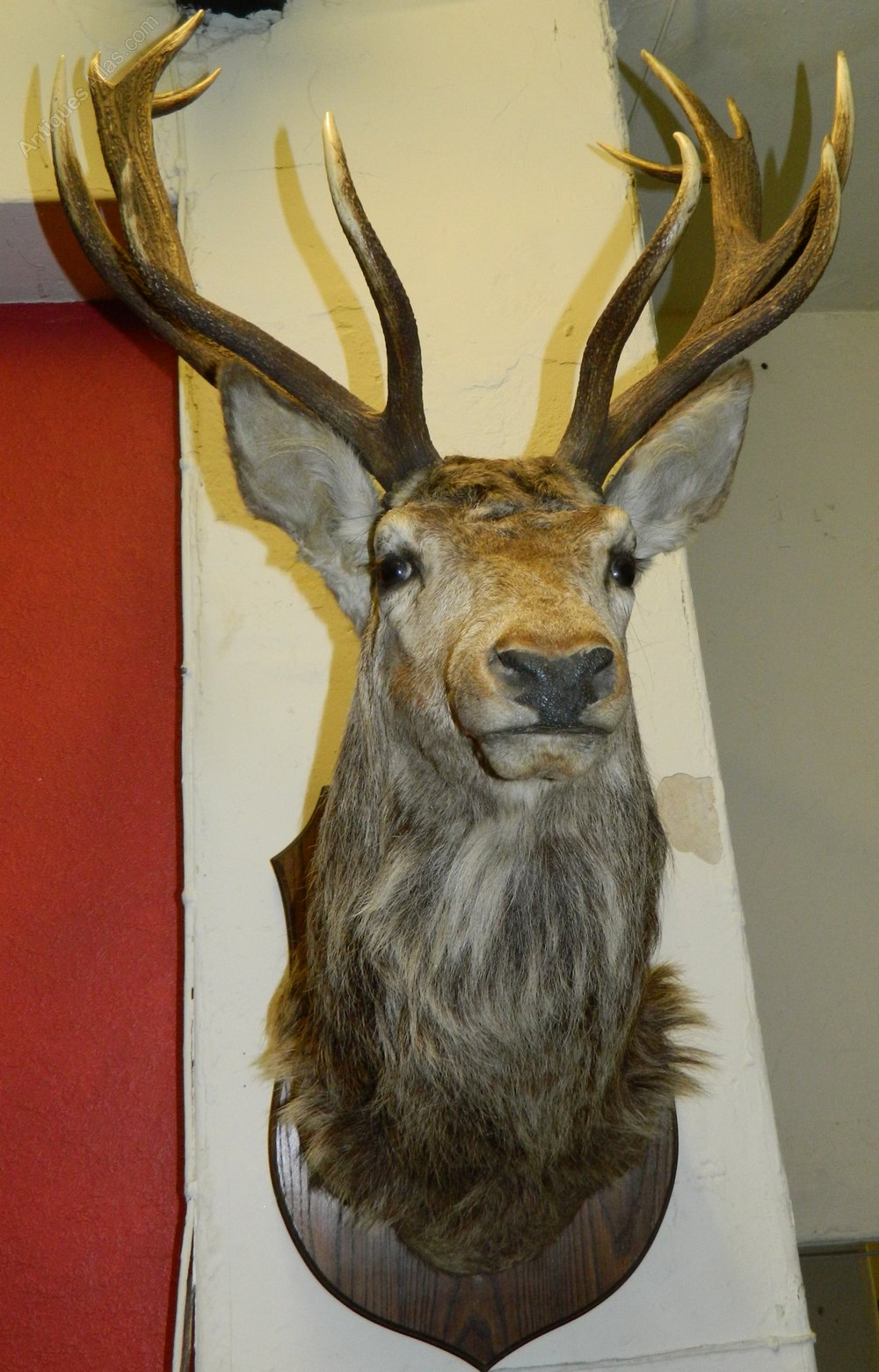 Antiques Atlas - Taxidermy Royal Stags Head as136a1638 / ath2652