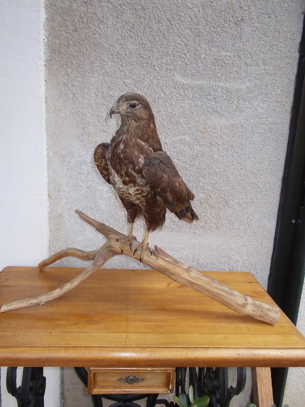 Antiques Atlas Taxidermy Bird Of Prey