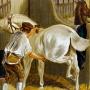 equestrian