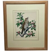 Thrush Song Bird Watercolour Charles F Tunnicliffe