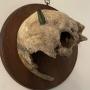 Late 18th/ Early 19th C skull with arrow embedded 