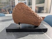 Plesiosaur Flipper Jurassic Period England 