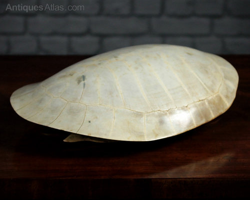 アトリエGG ChambleBlanche(turtle) 19½ アトリエGG ChambleBlanche(turtle) 19½ 【公式通販】