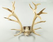 Large Set Of Mounted Stags Antlers C.1950
