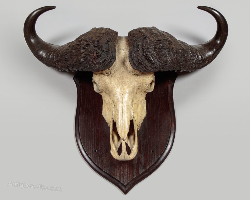 Antiques Atlas Mounted Water Buffalo Skull C.1950