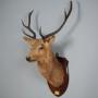 Scottish Highland Stags Head dated 1931.