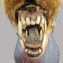 Antiques Atlas - Taxidermy Fox Head as1064a380