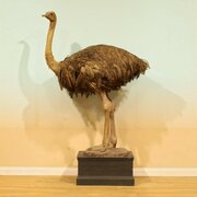 Taxidermy Ostrich Hen Struthio Camelus Full Mount