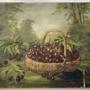 Basket of Cherries – Oil on Canvas – J.J. 1909