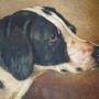 hound  dog