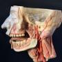 19th Century Anatomical Wax Head Model 