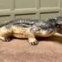 4ft Long Italian Hand Made Majolica Crocodile 
