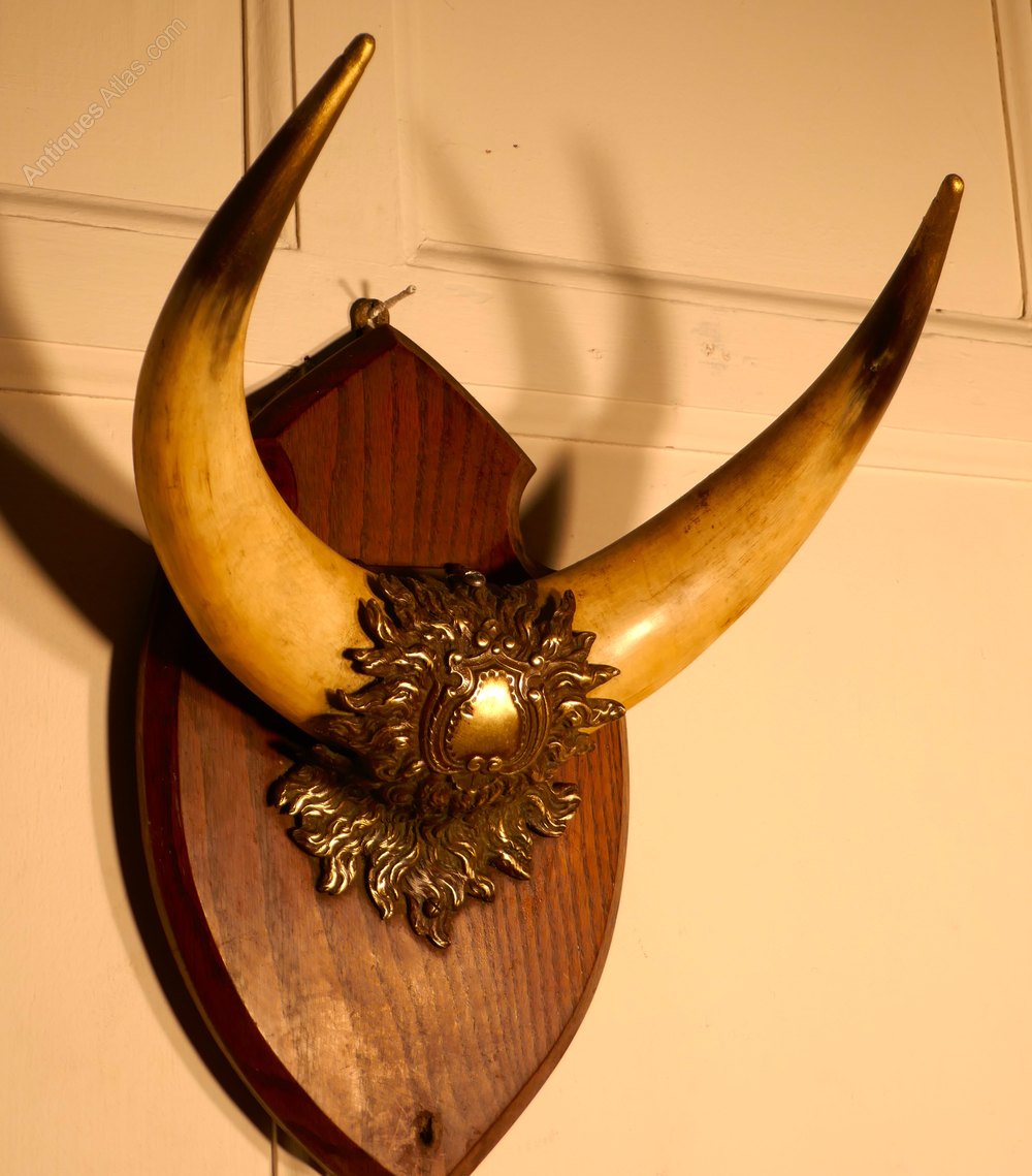 Antiques Atlas A Pair Of Brass Mounted Horns Hunting Trophy
