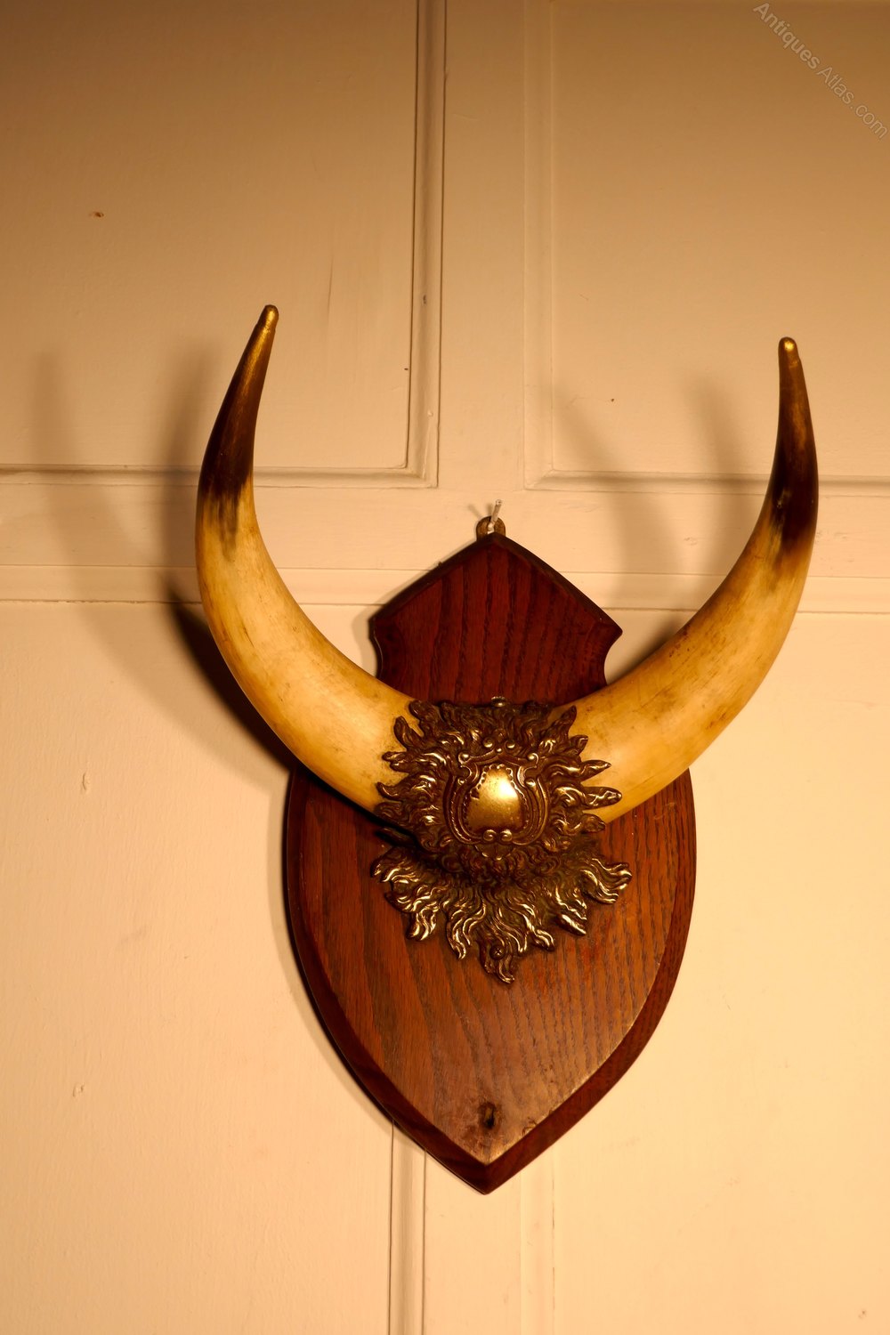 Antiques Atlas A Pair Of Brass Mounted Horns Hunting Trophy