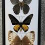 BUTTERFLYS TAXIDERMY