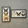 Two Framed Butterfly Pictures