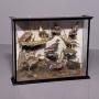 Large Victorian 9 woodland birds’ taxidermy