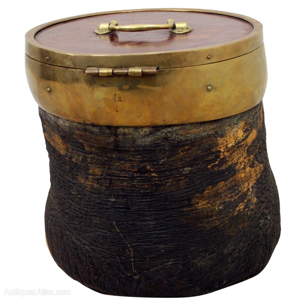 Antiques Atlas Taxidermy Elephants Foot