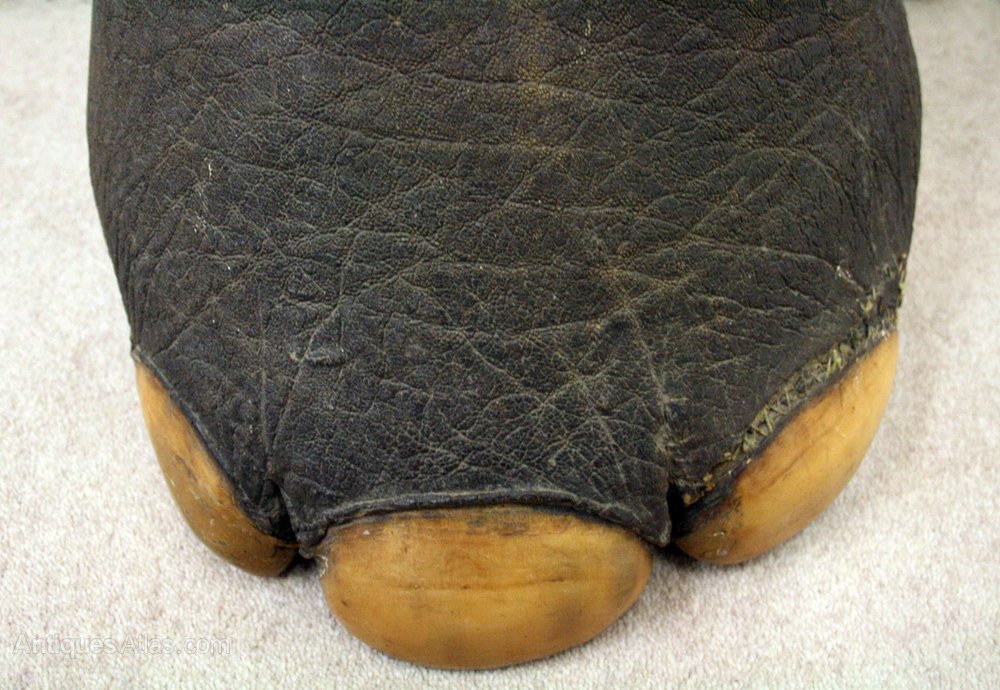 Antiques Atlas Taxidermy Elephants Foot