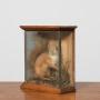 Taxidermy of a Red Squirrel in a rustic case