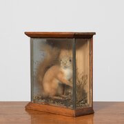 Taxidermy of a Red Squirrel in a rustic case